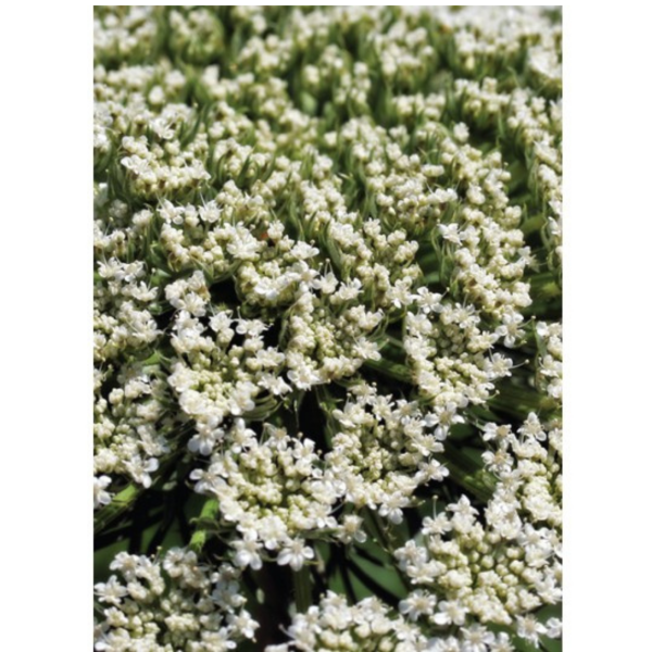 Auroma Carrot Seed Essential Oil (0.33 fl oz) #10160 For Cheap - Image 2